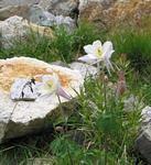 Flowers_10,000'.jpg