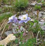 Flowers_10,000'_#2.jpg