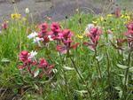 Flowers_10,000'_#3.jpg
