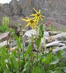 Flowers_10,000'_#4.jpg