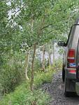 Trees_Holding_up_Road.jpg