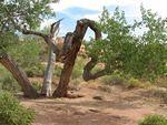 tough old tree, Little Wild Horse Canyon, Utah