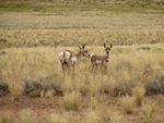 Antelope in Goblins Valley, Utah