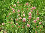 Some wild flowers I hadn't seen before
