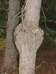 Whipsaw Oct 2008 069.JPG