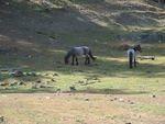 Locals