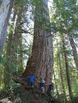 Elaho Giant - Tree hugging.jpg