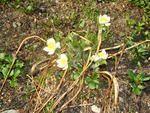 Alpine Flowers.jpg