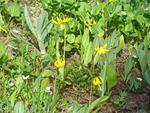 Alpine Flowers 2.jpg