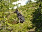 Pasley on Guard.jpg
