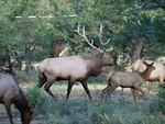 Herd of Elk coming through the Campground in the morning.