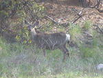 Whipsaw - May 2009 067.JPG