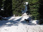 Whipsaw trail heading into Lodestone lake