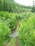 Small riv crossing behind house.JPG