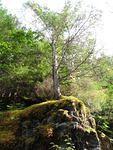 045 trees can grow anywhere.JPG