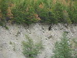 006 Black bear grabbed a salmon and shot up the river bank.JPG