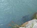 007 Salmon so close you can grab'em...JPG