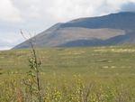 The barrens great for Caribou. The floor is coverd in 8" of lichen and moss and grass and bush.