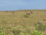Caribou