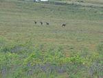 Caribou