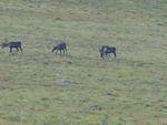 Caribou