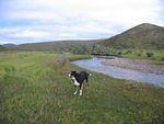 checking out our campsite,and chasing Caribou away