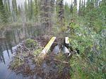 To get around the beaver dam we set up a bridge and drove and winched through the muskeg for 5 hours