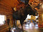 finaly spotted a moose