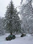 014 Big Christmas tree.JPG