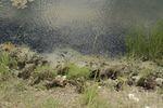 Rover Ranch 2010 07 03 (17).JPG