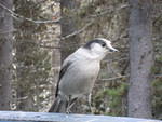 Bailey\'s Whipsaw Photos Oct 2011 044