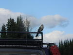 Bailey\'s Whipsaw Photos Oct 2011 120