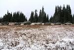 Whipsaw Oct 2011 022