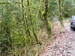 D_II_Moss#1.jpg
