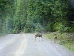 Oh Deer! Silver Skagit Valley 007