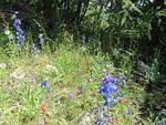 IMG_0945.JPG