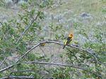 M Red head & F Yellow Green head Western Tananger.jpg