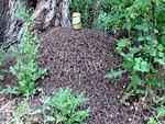 WABDR-079- ANT-MOUND.jpg