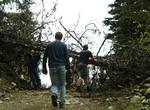 Many Hands make light work with removing dead trees