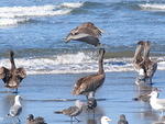 Oregon Coast - Portland ABFM Aug 2012 035