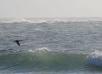 DSC_7421 cropped.jpg