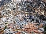 Blowdown Pass - Ochi Basin - Sept 2012 025