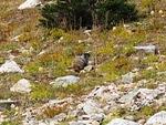 Blowdown Pass - Ochi Basin - Sept 2012 027