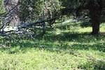 Poison Mtn July 2013 0021