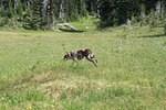 Jeep Trail August 2013 0023