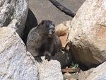 Blowdown Pass - July 2014 027