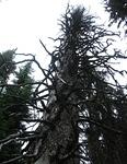 Creepy Tree - Placer Mountain-Ashnola Traverse - July 2014 109