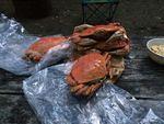 Crab Feast.JPG