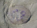 Siltcoos Sand Dune / Beach Exploring - Jelly Fish - Day 3