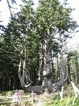 Octopus Tree - Oregon Coast - Day 4